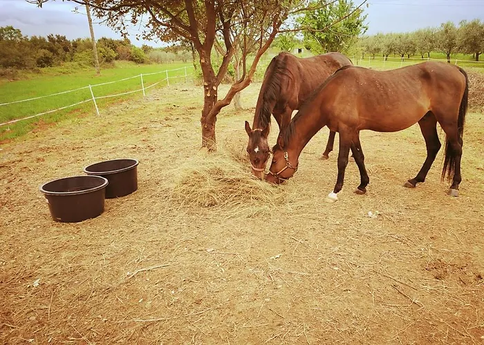 Kuca Za Odmor Aurora Feriehus