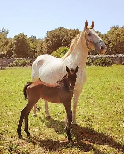 Prázdninový dům Kuca Za Odmor Aurora *